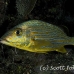 grunt_bluestriped_tp_uti_h_0111_uti2846.jpg