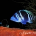 hamlet_indigo_lhr_roa_h_0079_uti2675.jpg