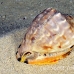 helmet_eg_roa_h_0081_uti2173.jpg