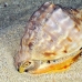 helmet_eg_roa_h_0083_uti2176.jpg