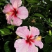 hibiscus_utila_v_0008_uti3342.jpg