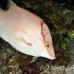 hogfish_lhr_roa_h_0082_uti2678.jpg