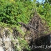 iguana_utila_h_0021_uti3360.jpg