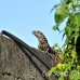 iguana_utila_h_0025_uti3366.jpg