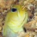 jawfish_yellowheaded_mb_roa_v_0055_uti1951.jpg