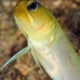 jawfish_yellowheaded_mb_roa_v_0060_uti1957.jpg