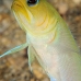 jawfish_yellowheaded_mb_roa_v_0062_uti1959.jpg