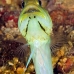 jawfish_yellowheaded_mb_roa_v_0070_uti1968.jpg