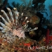 lionfish_common_csm_roa_h_0074_uti4357.jpg