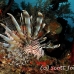 lionfish_common_csm_roa_h_0075_uti4358.jpg