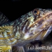 lizardfish_mb_roa_h_0015_uti1905.jpg