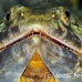 lizardfish_mb_roa_h_0017_uti1907.jpg