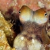 octopus_reef_mb_roa_h_0040_uti1930.jpg