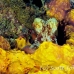 octopus_reef_mb_roa_h_0107_uti2012.jpg