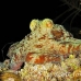 octopus_reef_mb_roa_h_0126_uti2034.jpg