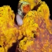 octopus_reef_mb_roa_v_0098_uti2003.jpg