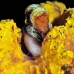 octopus_reef_mb_roa_v_0101_uti2006.jpg