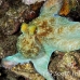 octopus_reef_pp_roa_h_0092_uti1635.jpg
