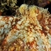 octopus_reef_pp_roa_h_0120_uti1668.jpg