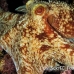octopus_reef_pp_roa_h_0125_uti1674.jpg