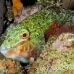 parrotfish_redband_eg_roa_h_0048_uti2137.jpg