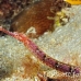 pipefish_shortfin_cp_roa_h_0218_uti1860.jpg