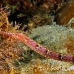 pipefish_shortfin_cp_roa_h_0233_uti1875.jpg