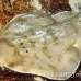 ray_electric_lesser_jnp_uti_h_0068_uti2939.jpg