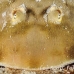 ray_electric_lesser_jnp_uti_h_0080_uti2951.jpg