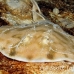 ray_electric_lesser_jnp_uti_h_0113_uti2985.jpg