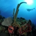 rod_sea_giant_cp_roa_v_0331_uti4153.jpg