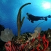 rod_sea_giant_cp_roa_v_0356_uti4178.jpg