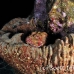 scorpionfish_spotted_csm_roa_h_0089_uti4376.jpg