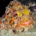 scorpionfish_spotted_eg_roa_h_0089_uti2182.jpg