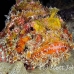 scorpionfish_spotted_eg_roa_h_0090_uti2183.jpg