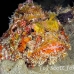 scorpionfish_spotted_eg_roa_h_0091_uti2184.jpg
