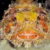 scorpionfish_spotted_eg_roa_h_0094_uti2187.jpg