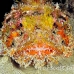 scorpionfish_spotted_eg_roa_h_0096_uti2189.jpg
