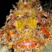 scorpionfish_spotted_eg_roa_v_0097_uti2190.jpg