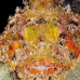 scorpionfish_spotted_eg_roa_v_0105_uti2198.jpg
