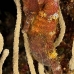 seahorse_longsnout_cp_roa_v_0176_uti1817.jpg