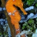 seahorse_longsnout_cp_roa_v_0183_uti1824.jpg