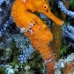 seahorse_longsnout_cp_roa_v_0187_uti1828.jpg