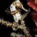 seahorse_longsnout_gwu_uti_v_0046_uti3041.jpg