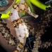 seahorse_longsnout_gwu_uti_v_0058_uti3053.jpg