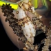 seahorse_longsnout_gwu_uti_v_0059_uti3054.jpg