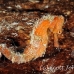 seahorse_longsnout_jnp_uti_h_0003_uti2872.jpg