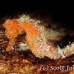 seahorse_longsnout_jnp_uti_h_0013_uti2884.jpg