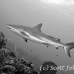 shark_reef_cac_roa_h_0013_uti4774.jpg