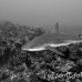 shark_reef_cac_roa_h_0022_uti4783.jpg